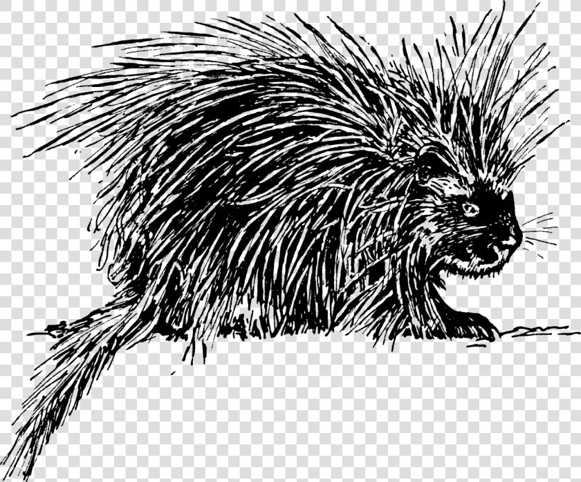 Black N White Porcupine  HD Png DownloadTransparent PNG