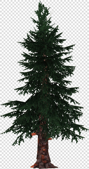 Thumb Image   Black Spruce Png  Transparent PngTransparent PNG