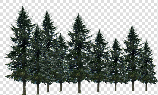  pine Tree   Shortleaf Black Spruce  HD Png DownloadTransparent PNG