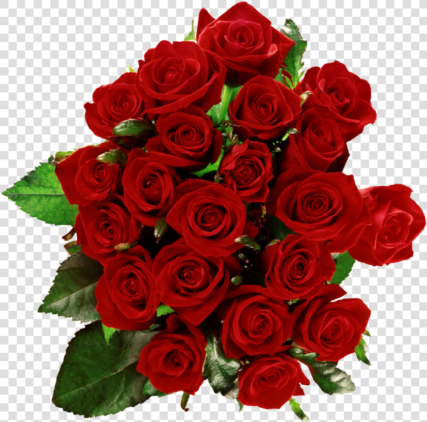 Plant garden Roses red cut Family rose Flower rosa   Красные Розы Png  Transparent PngTransparent PNG