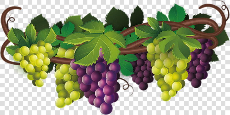 Tube Fruit  Raisin Png  Vigne  Vendanges   Transparent Background Grape Vine Png  Png DownloadTransparent PNG