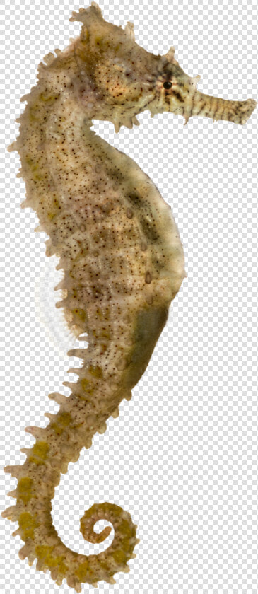 Yellow Seahorse Pacific Seahorse Longsnout Seahorse   Sea Horse  HD Png DownloadTransparent PNG