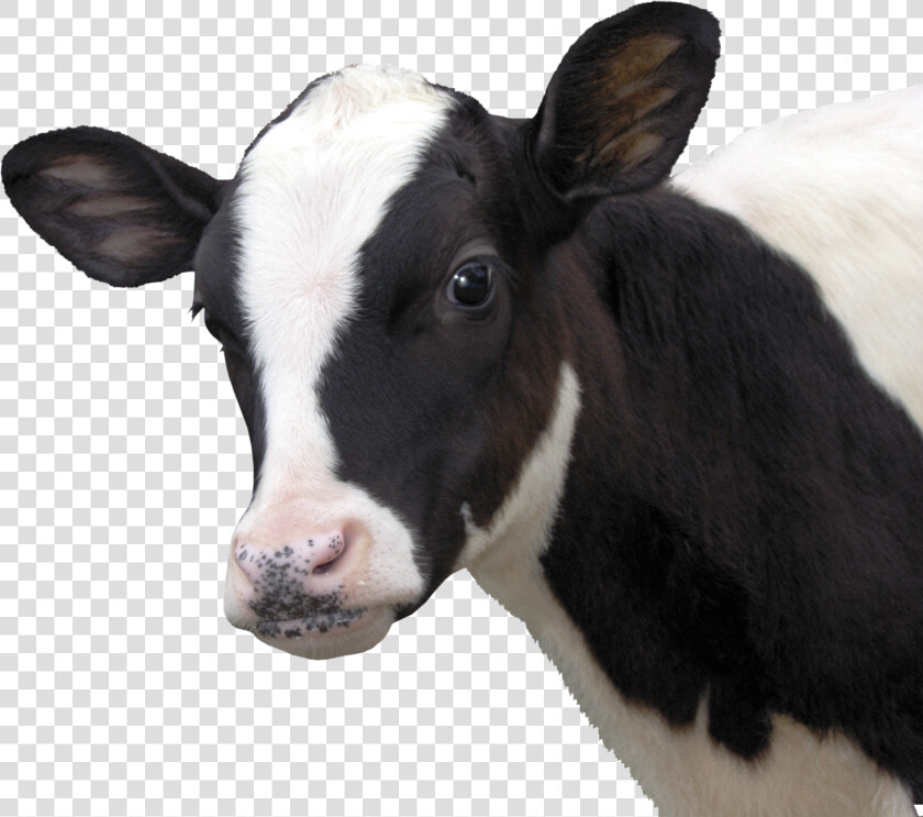 Female Cow Png   Cara De Vaca Png  Transparent PngTransparent PNG