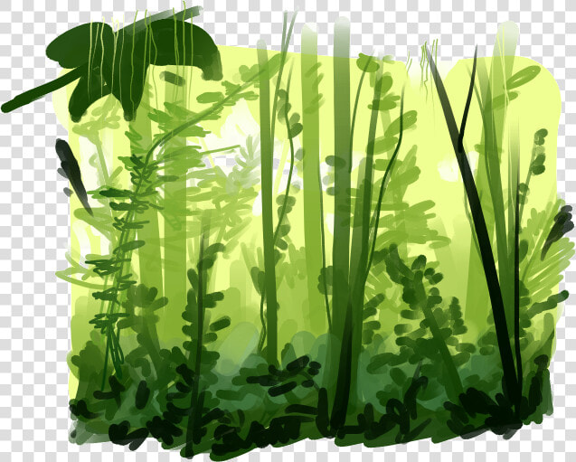 Rainforest Png Pic   Rainforest Png  Transparent PngTransparent PNG