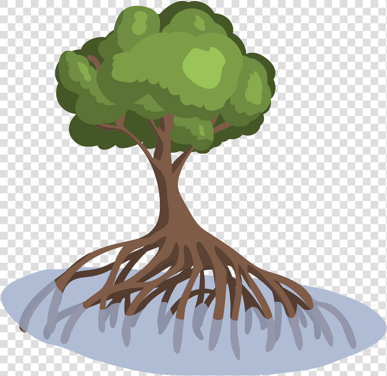 Pohon Mangrove Png  Transparent PngTransparent PNG
