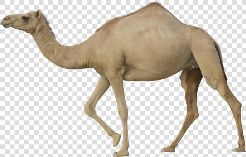 Download For Free Camel Png Image   Camel Png  Transparent PngTransparent PNG