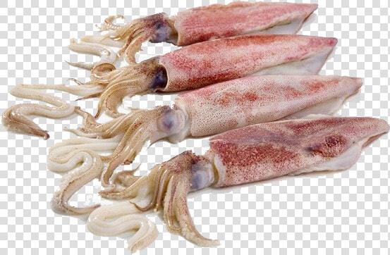 Squid Png Free Download   Fresh Squids  Transparent PngTransparent PNG