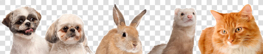 Dogs Cats Bunnies And Ferrets  HD Png DownloadTransparent PNG