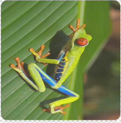 Tree Frog Climbing Leaf Square Coaster   Red eyed Tree Frog  HD Png DownloadTransparent PNG