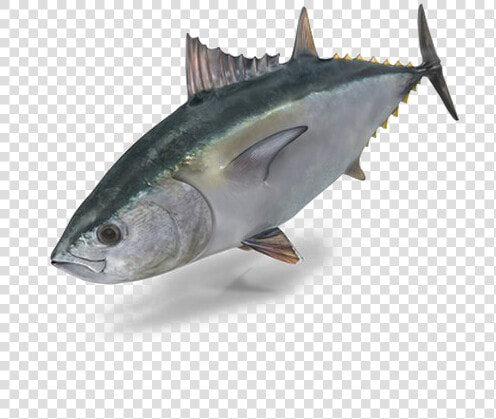 Fish Png Image Transparent   Psd Fish Photoshop Blocks  Png DownloadTransparent PNG