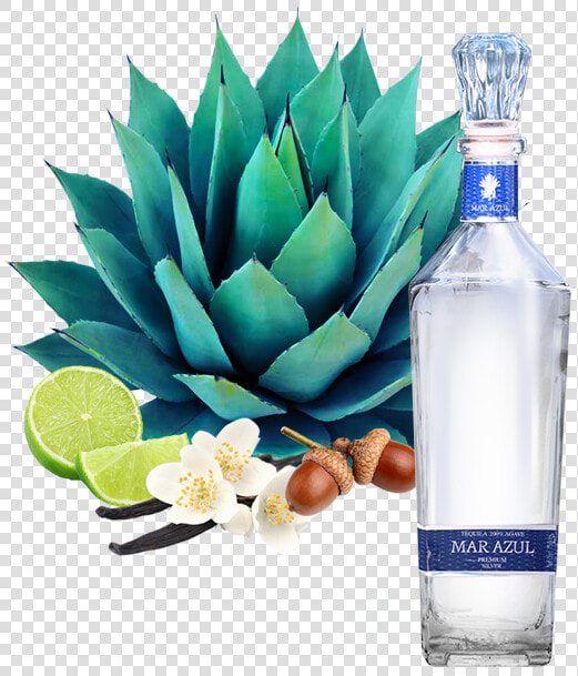 Blue Agave Plant Png  Transparent PngTransparent PNG