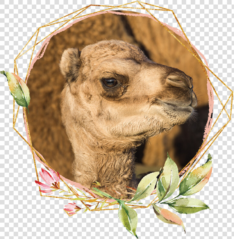 Arabian Camel  HD Png DownloadTransparent PNG