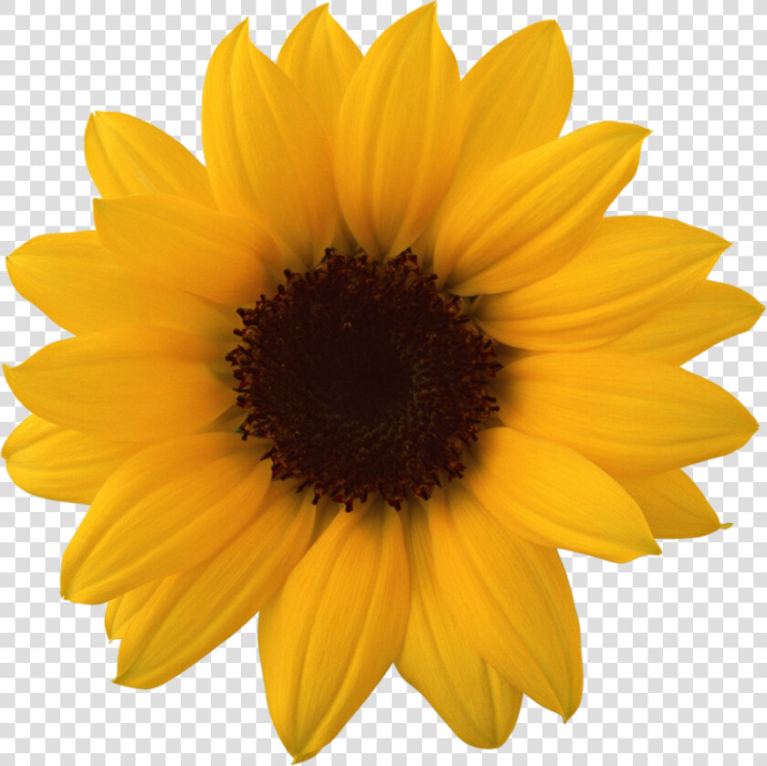 Sunflower Png Image   Clipart Transparent Background Sunflower  Png DownloadTransparent PNG