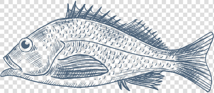 Nordsee   Snapper  HD Png DownloadTransparent PNG