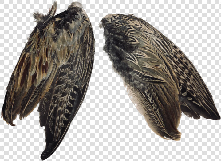 Pheasant Wings Data Rimg Lazy Data Rimg Scale   Vaux S Swift  HD Png DownloadTransparent PNG