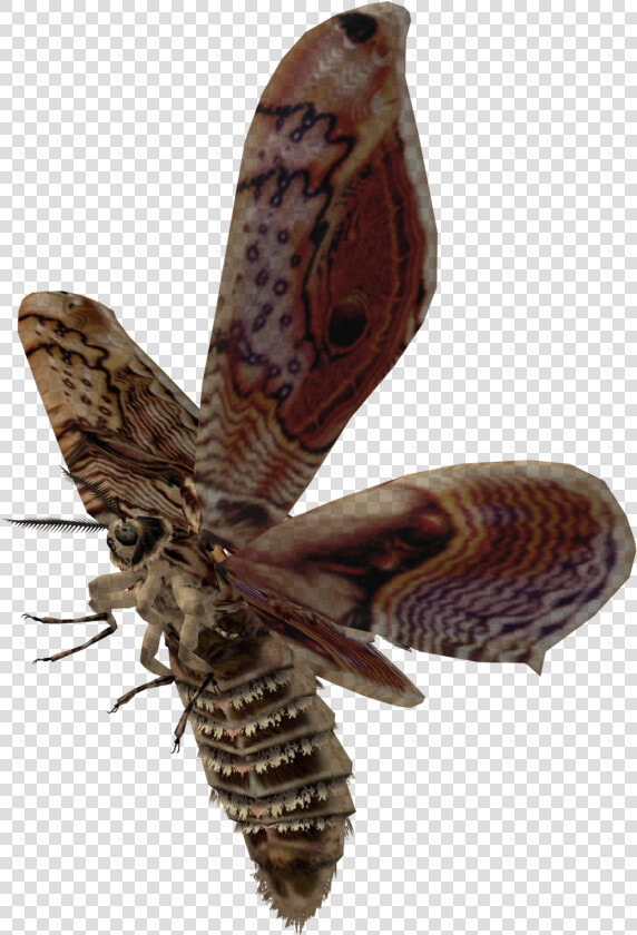 Moth Transparent Background   Flying Moth Transparent Background  HD Png DownloadTransparent PNG