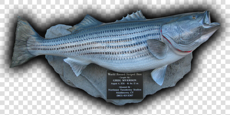 World Record Striped Bass Fish Mount Replica 81 Lbs    Striper Bass Trophy Mounts  HD Png DownloadTransparent PNG