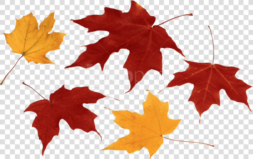 Free Png Download Autumn Leaf Clipart Png Photo Png   Autumn Leaves Transparent Background  Png DownloadTransparent PNG