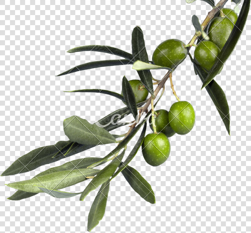Russian olive   Olive Branch Png  Transparent PngTransparent PNG