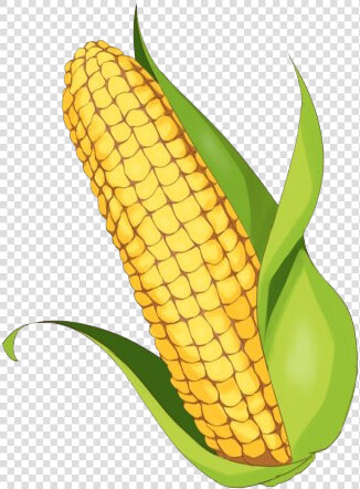 Maize Png Clipart Background  Transparent PngTransparent PNG