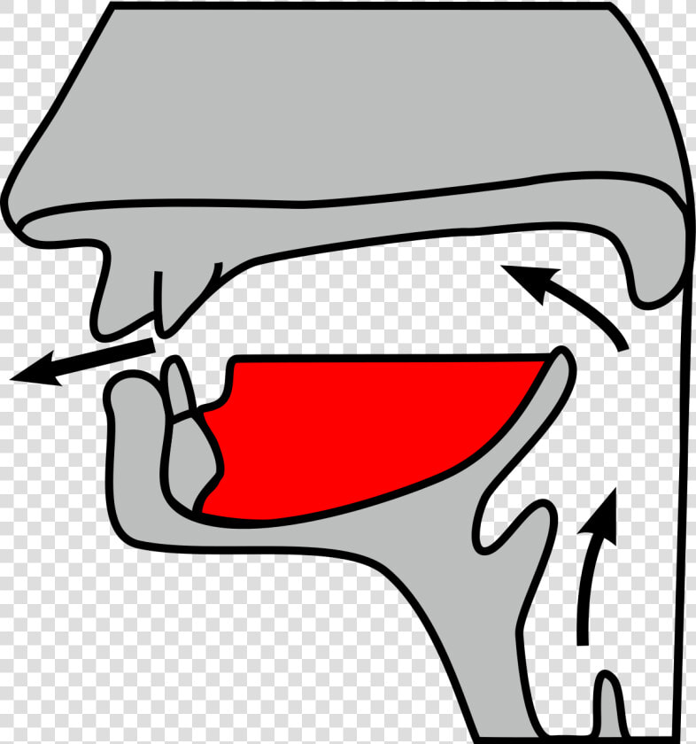 Dental Alveolar Consonant  HD Png DownloadTransparent PNG