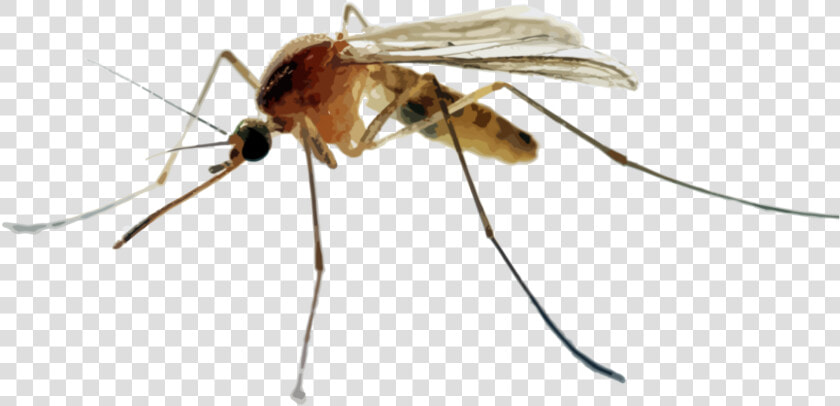 Hr Mosquitoes  HD Png DownloadTransparent PNG