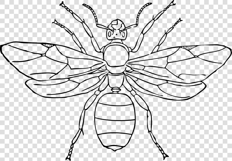 Queen Ant   Queen Ant Clipart  HD Png DownloadTransparent PNG