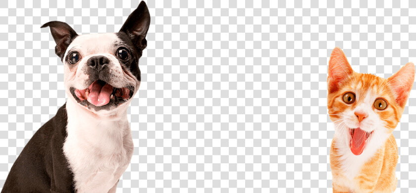 Transparent Huella De Perro Png   Pet Dogs Png  Png DownloadTransparent PNG