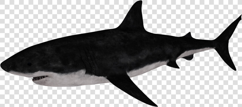 Requiem Shark  HD Png DownloadTransparent PNG