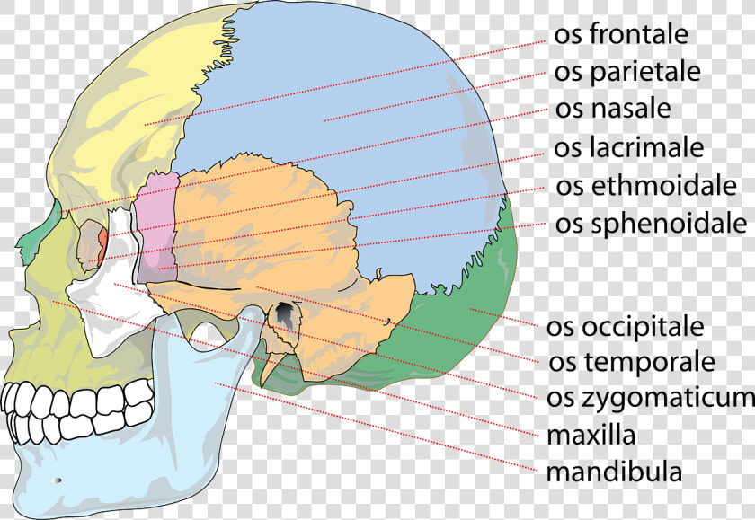 Skull Human Anatomy Free Picture   Rostral Meaning  HD Png DownloadTransparent PNG