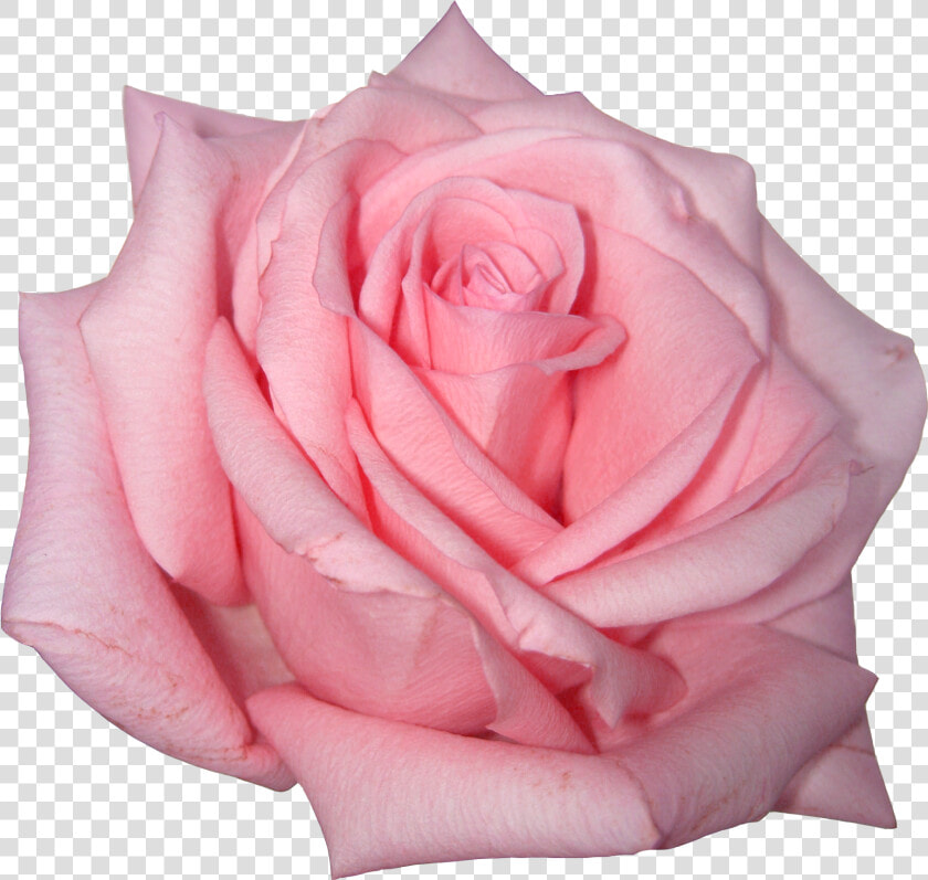 Pink Rose Png Image   Pink Rose Transparent Background  Png DownloadTransparent PNG