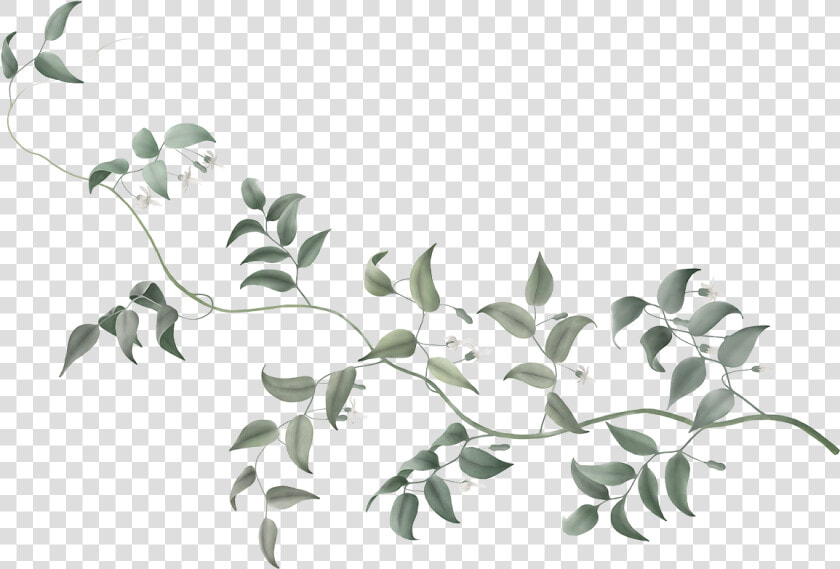 Dumbo Vine Flower Plant Stem Tree   Flowers Vine Transparent Background  HD Png DownloadTransparent PNG