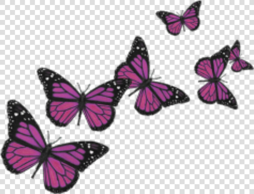  butterfly  butterflies  cute  nature  pink  love  wings   Butterflies Transparent Background  HD Png DownloadTransparent PNG