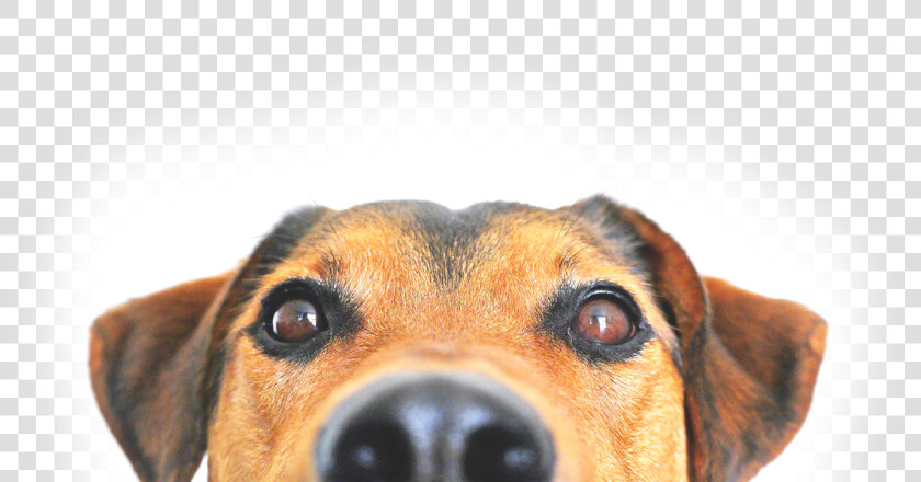 Peeking Png  Transparent PngTransparent PNG