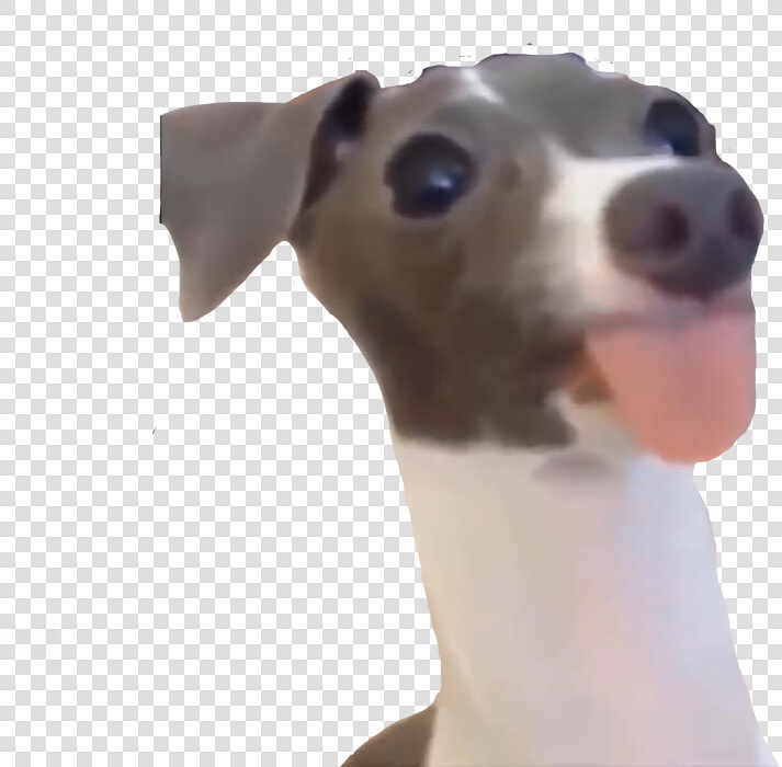  dog  vine  funny  meme  yeet   Italian Greyhound  HD Png DownloadTransparent PNG