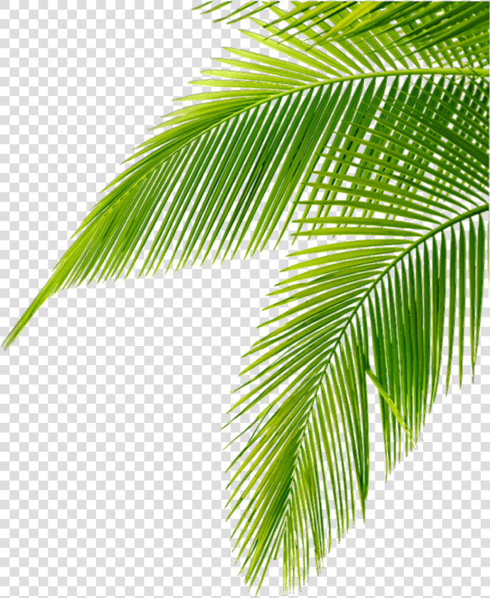  tropical  leaves  green  freetoedit   Leaf Palm Tree Png  Transparent PngTransparent PNG