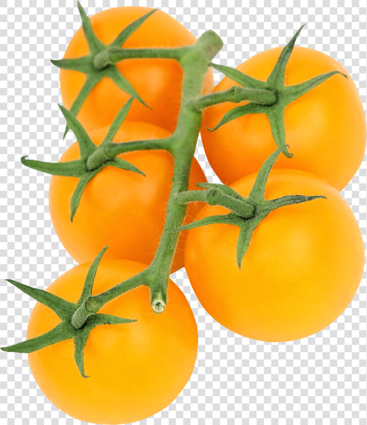 Yellow Tomato Png Image   Yellow Tomato Png  Transparent PngTransparent PNG