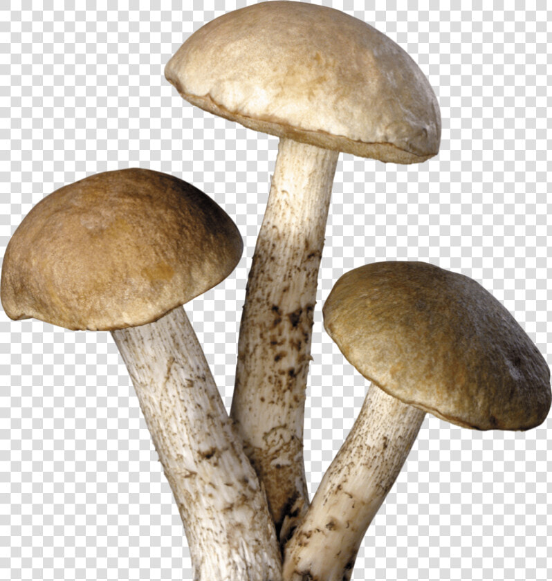 Mushroom Png Image   Mushrooms Png  Transparent PngTransparent PNG