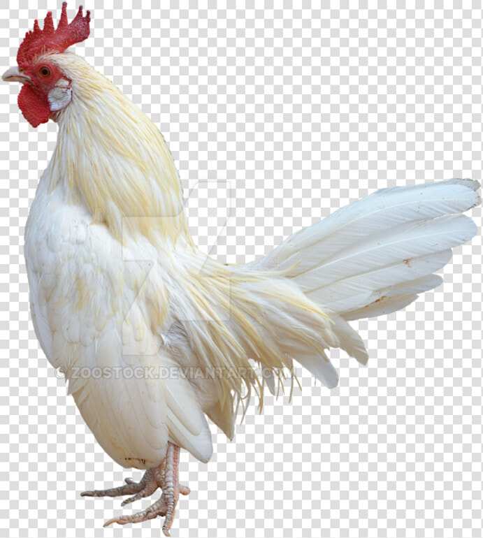 Transparent Rooster White Png   White Rooster White Background  Png DownloadTransparent PNG
