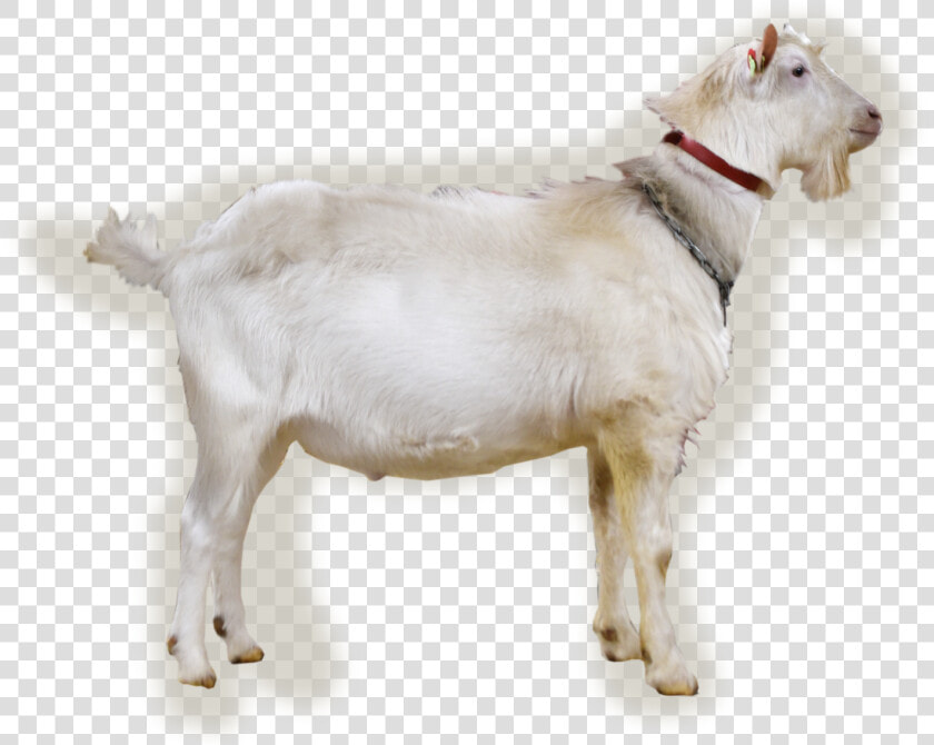 Nl abc upload bokfoto1 Benjamin   Goat  HD Png DownloadTransparent PNG
