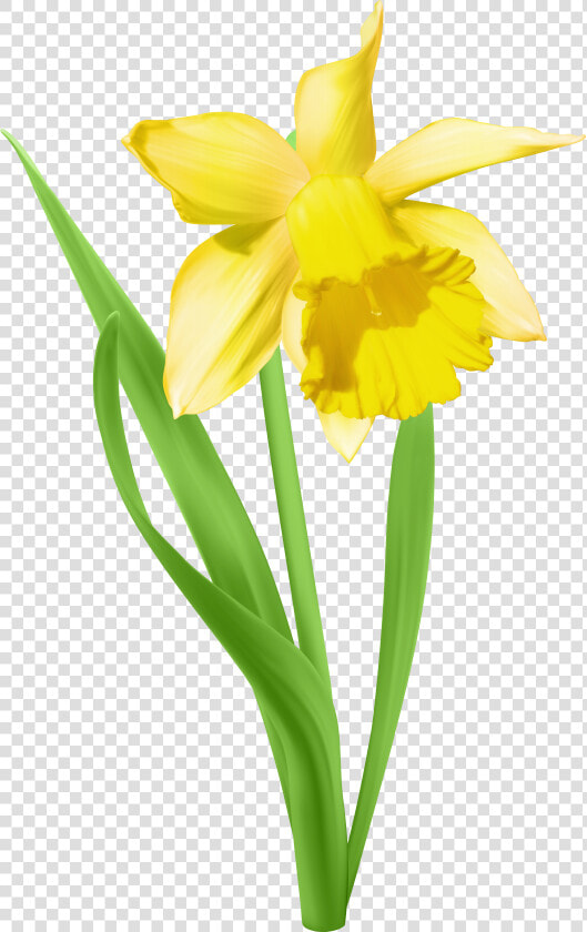 Daffodil Flower Clipart Svg Royalty Free Download Daffodil   Transparent Background Daffodil Clip Art  HD Png DownloadTransparent PNG