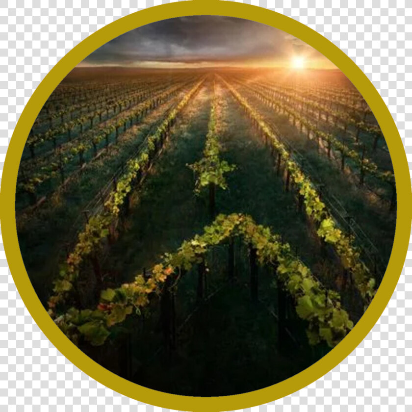 Star Trek Picard Poster  HD Png DownloadTransparent PNG