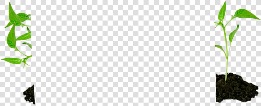 Houseplant  HD Png DownloadTransparent PNG