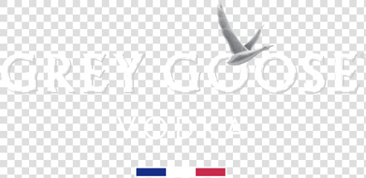 Seabird  HD Png DownloadTransparent PNG