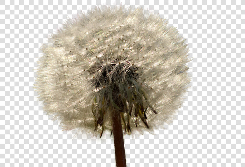 Transparent Dandelion Clipart Png   Dandelion  Png DownloadTransparent PNG