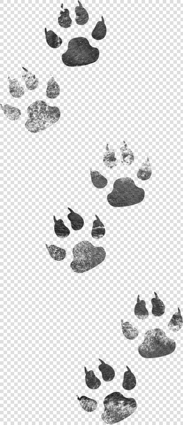 Footprints Dog Cat Png Image High Quality Clipart   Animal Tracks Clip Art  Transparent PngTransparent PNG