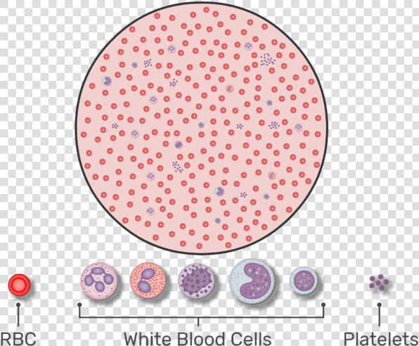 Magnified View Of A Drop Of Blood Containing Wbcs    Rbc Count  HD Png DownloadTransparent PNG