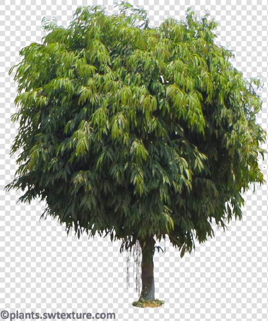 Fig Leaf Png  Transparent PngTransparent PNG