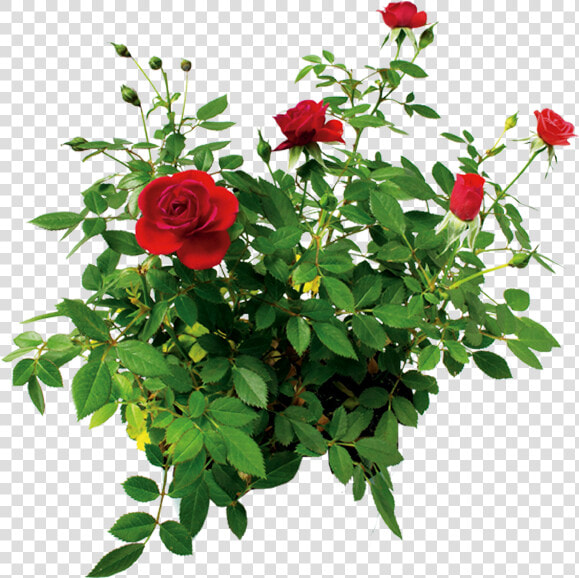 Цветок Розы  Куст Розы Красной  Rose Flower  Rose Bush   Rose Bush Transparent Background  HD Png DownloadTransparent PNG