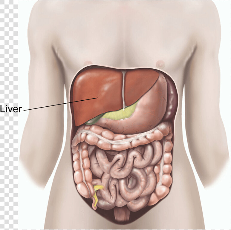 Illustration Showing A Liver Biopsy  HD Png DownloadTransparent PNG
